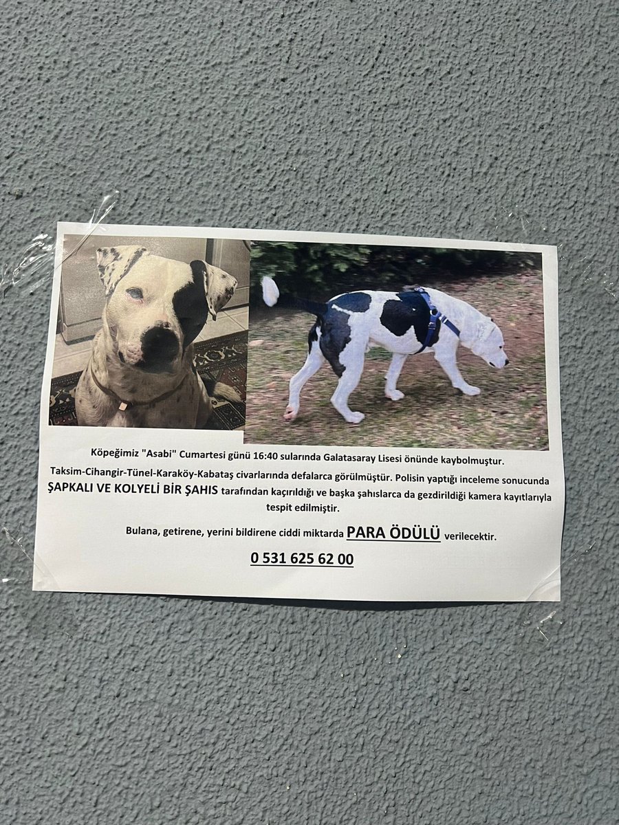 Lütfen paylaşalım 🙏 Beyoglu kayip...