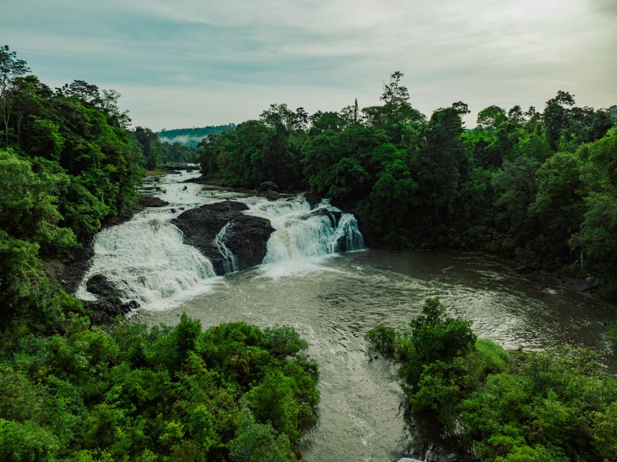 WildlifeRescue's tweet photo. #CardamomsForever
The Cardamom Rainforest produces 22 major rivers that provide livelihoods to 3,345 villages for fishing and agriculture and for hydro-electrical production for the Kingdom.
#JoinTheAlliance #WildlifeAlliance #reforestation #offirestation #timeforaction https://t.co/1slKw3ou7Y