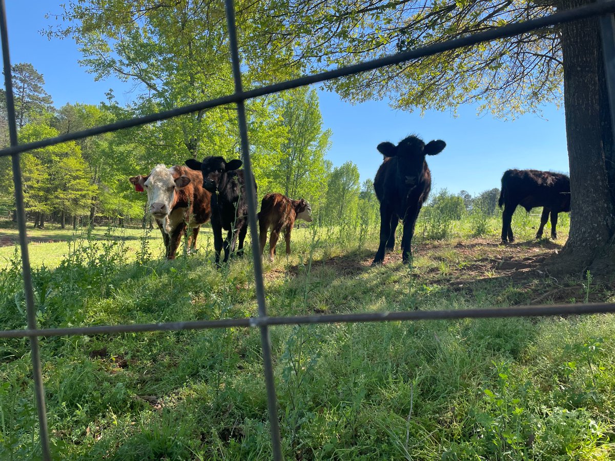 ArthurMondale's tweet photo. Proverbs 27:17 says, “As iron sharpens iron, so one person sharpens another.” Celebrating the friendships made in #SC in seven short months. #Black #Farmers #sharpening out of town #City #Slickers #Resurrection #Season https://t.co/G67fVgzFSh