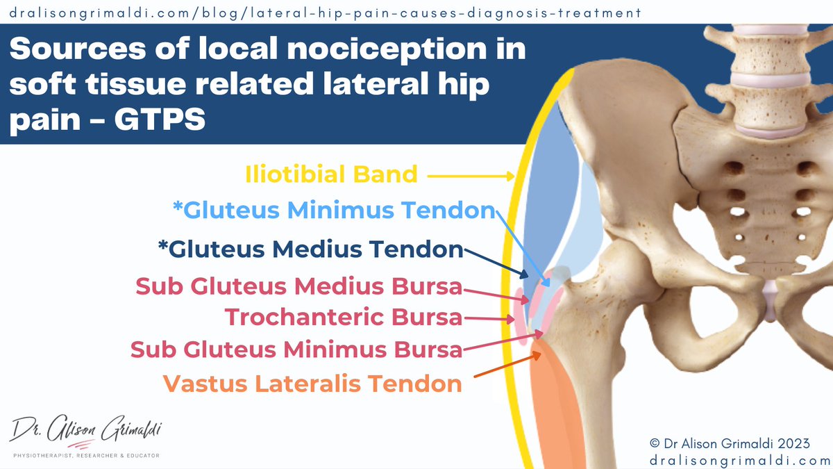 alisongrimaldi's tweet photo. A number of soft tissue structures may contribute to #GTPS ? Can we differentiate these clinically? Unlikely. Should it change our Mx? Not usually - same mechanism/factors. But focus on #glutealtendinopathy may engender more active Mx approaches.
LINK: https://t.co/XKavrMtQo9 https://t.co/3ZqwDJOrEC