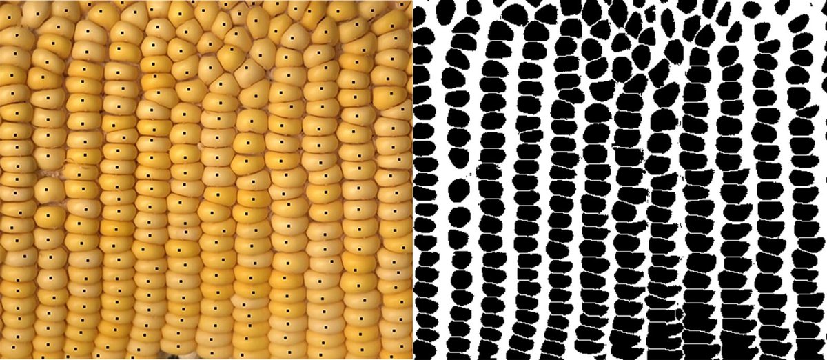 Corn360: a method for quantification of corn kernels
Full text: tinyurl.com/yckyk54w
#PlantScience #Corn #ImageAnalysis