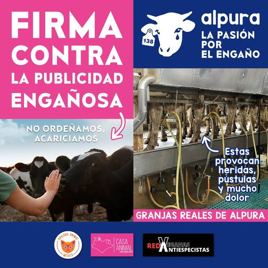 Brigada_Animal's tweet photo. ¡No más publicidad engañosa y afirmaciones tramposas sobre los lácteos de Alpura!
https://t.co/b6oSPaRHJp https://t.co/TZSyUQP5Pe