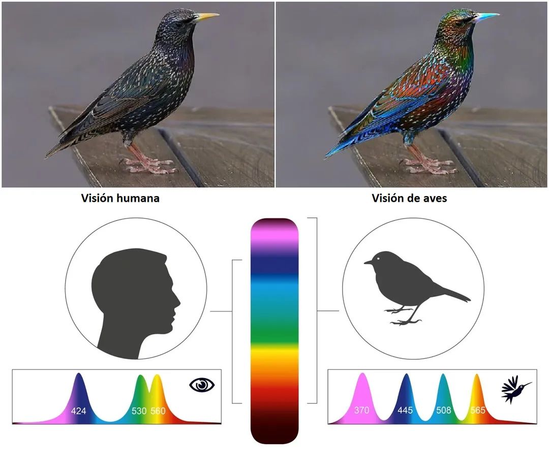 El gráfico compara el rango espectral humano con el de las aves. 

Como las aves son tetracromáticos, ven cuatro colores: UV, azul, verde y rojo, mientras que nosotros somos tricromáticos y solo vemos tres colores: azul, verde, rojo. 

Tenga en cuenta que el "color" UV magenta