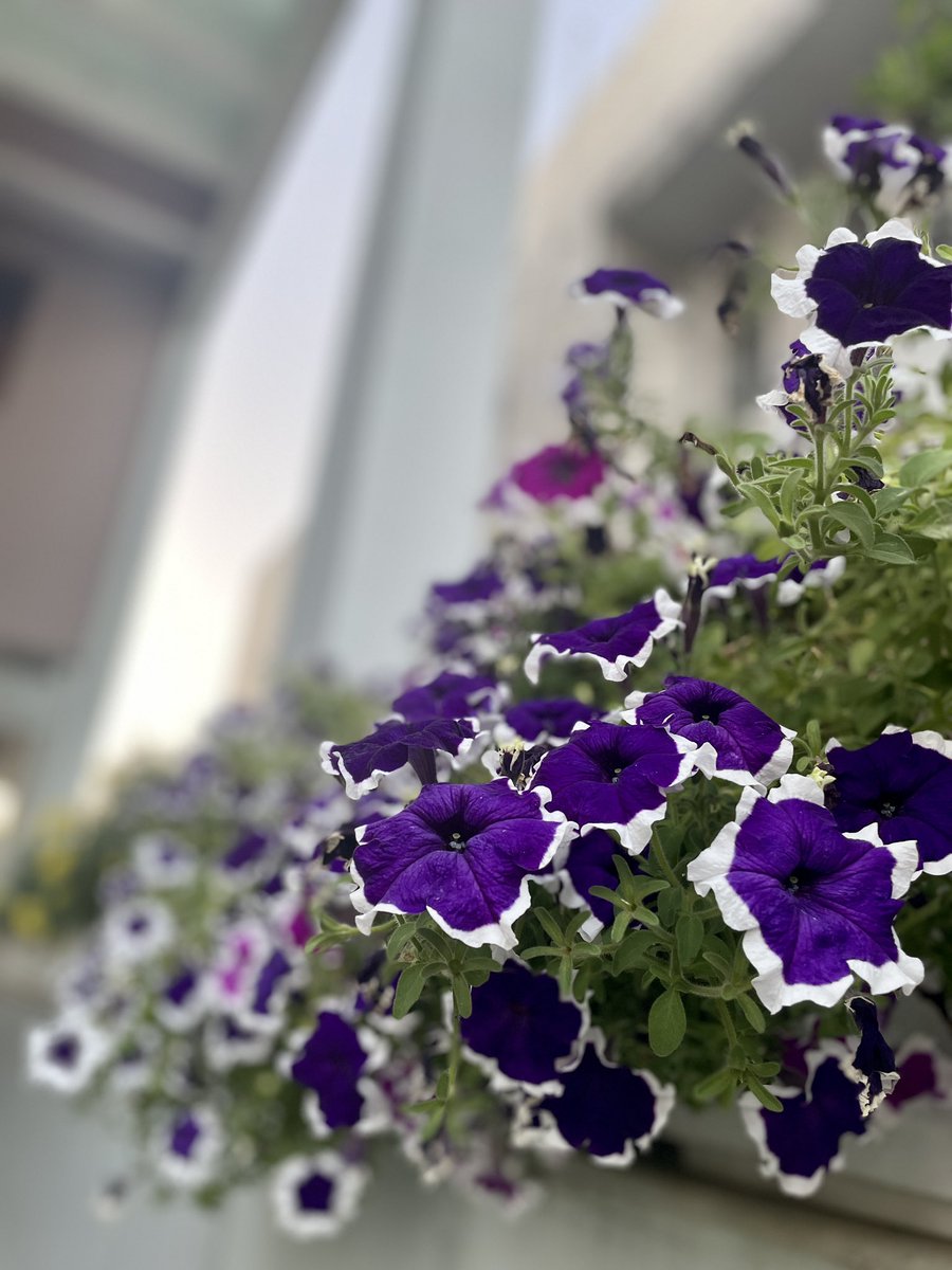 gsushma55's tweet image. ज़िंदगी में रंगों की ख़ूबसूरती बस यूहीं बने रहे .. 

#Sush_Click! #GoodMorningTwitterWorld!