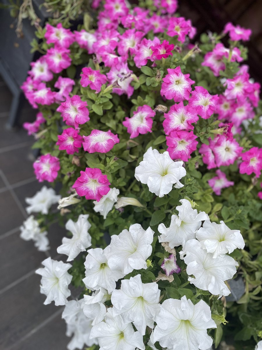 gsushma55's tweet image. ज़िंदगी में रंगों की ख़ूबसूरती बस यूहीं बने रहे .. 

#Sush_Click! #GoodMorningTwitterWorld!