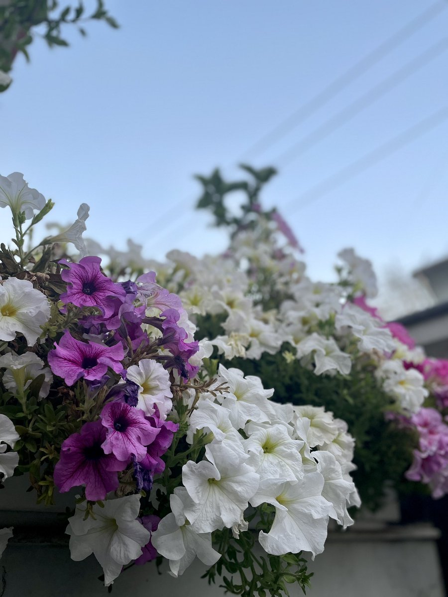 gsushma55's tweet image. ज़िंदगी में रंगों की ख़ूबसूरती बस यूहीं बने रहे .. 

#Sush_Click! #GoodMorningTwitterWorld!