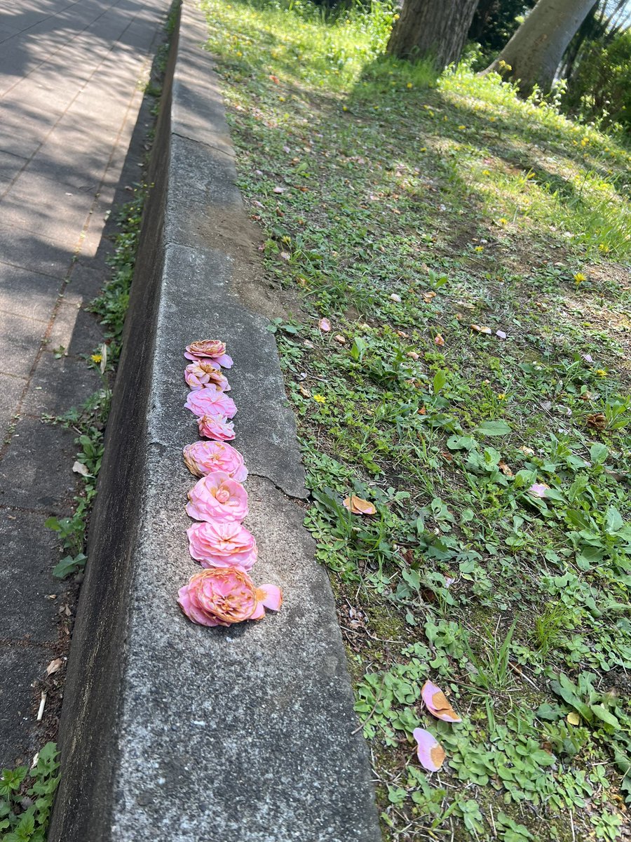 なんかかわいいの発見