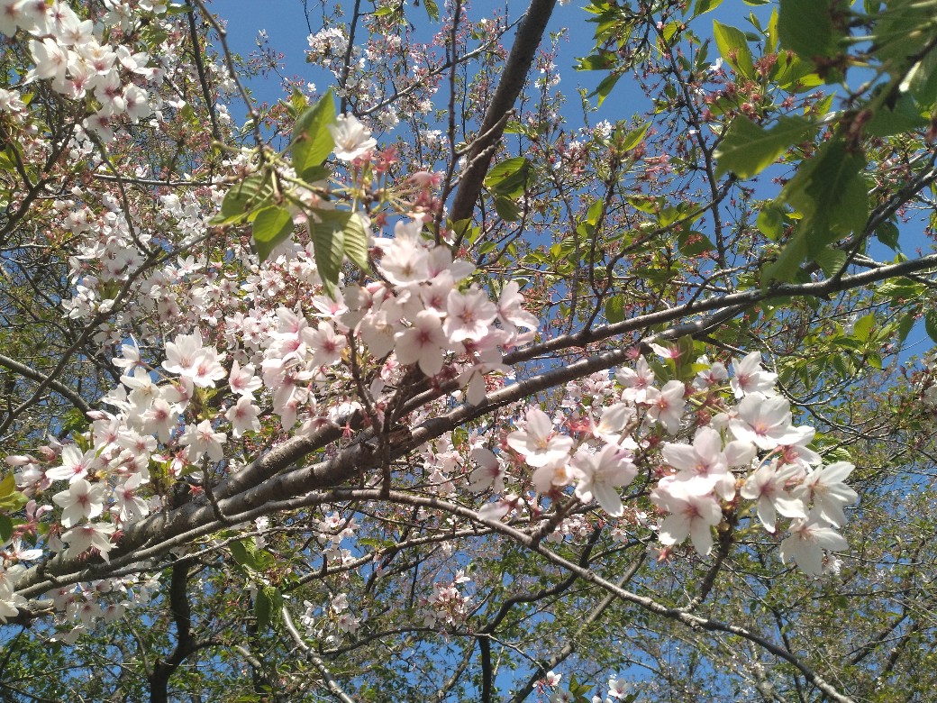 wao9959's tweet photo. 今朝も桜パトロールしてきました🏃‍♀
#朝ラン
#ランニング女子
#花見
#桜パトロール
#ソメイヨシノ
#八重桜 https://t.co/BFQu9WODC3