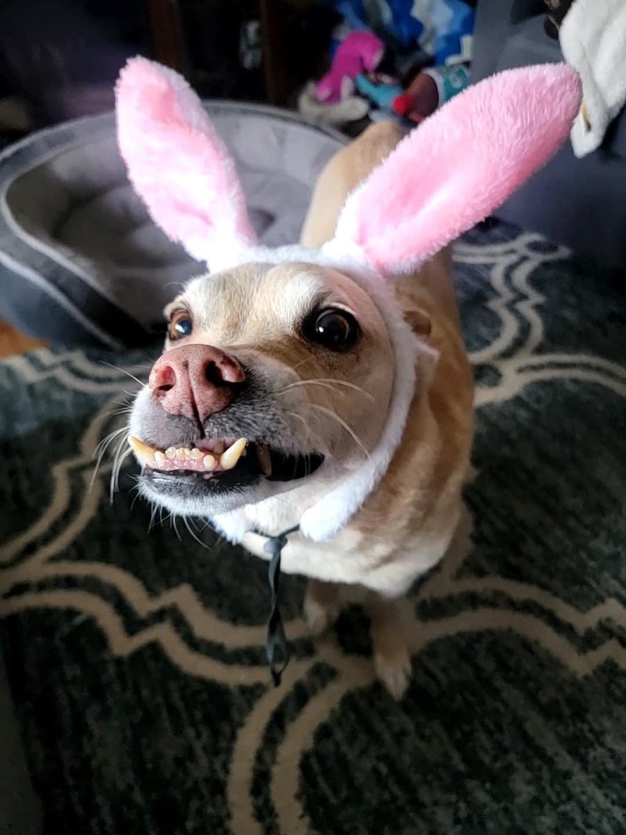 Hard pressed to find any cuter little bunnies 🐰🫶 #Rescue #adopt