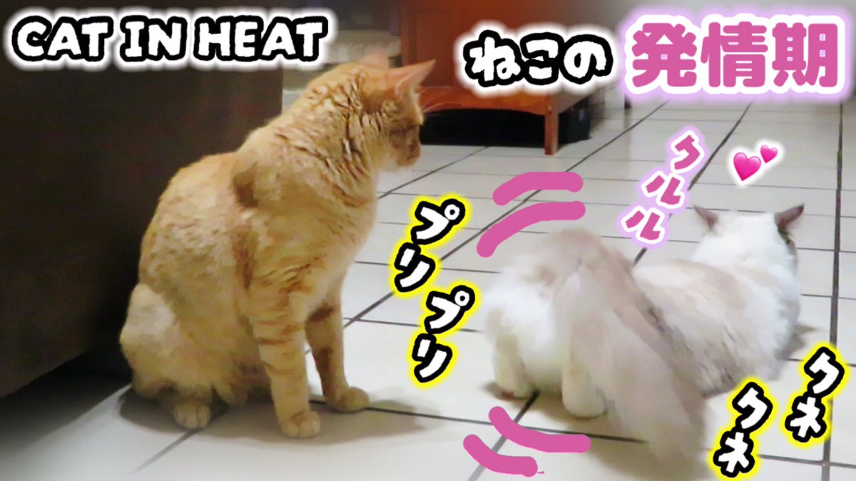 chum1008's tweet photo. 【エルサの発情期💕】

去勢済みのボス猫に
甘い声を出しながら
プリケツを振るラグドールが
こちらです🍑✨🤭

視聴はこちら👇🏻
https://t.co/4MbLPJIPau

#猫 #ラグドール #猫のいる生活
#猫の発情期 #catinheat #プリケツ https://t.co/CWSEvceKDa