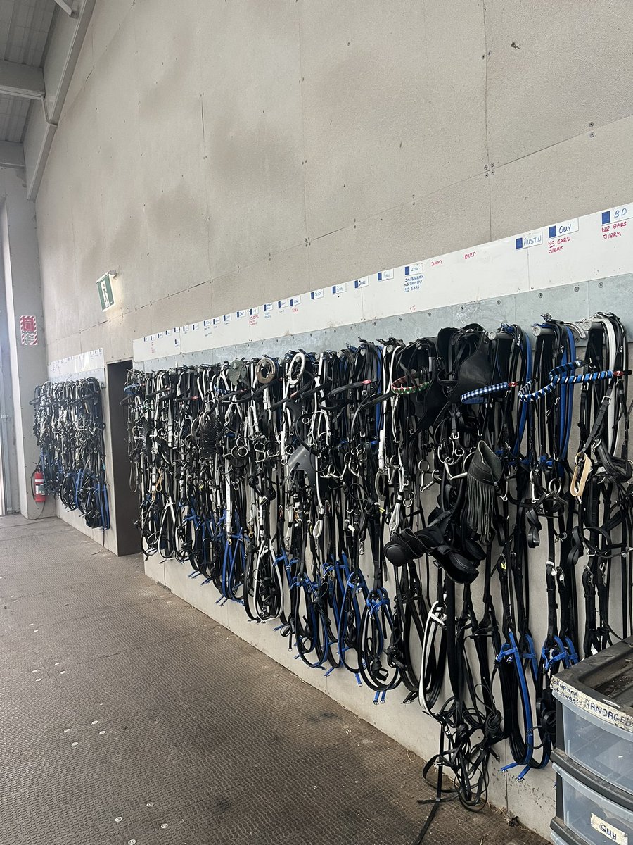 Just a few sets of harness to choose from at Stonewall Stud. #thatsonlyhalf #bluehopples #whitebridles