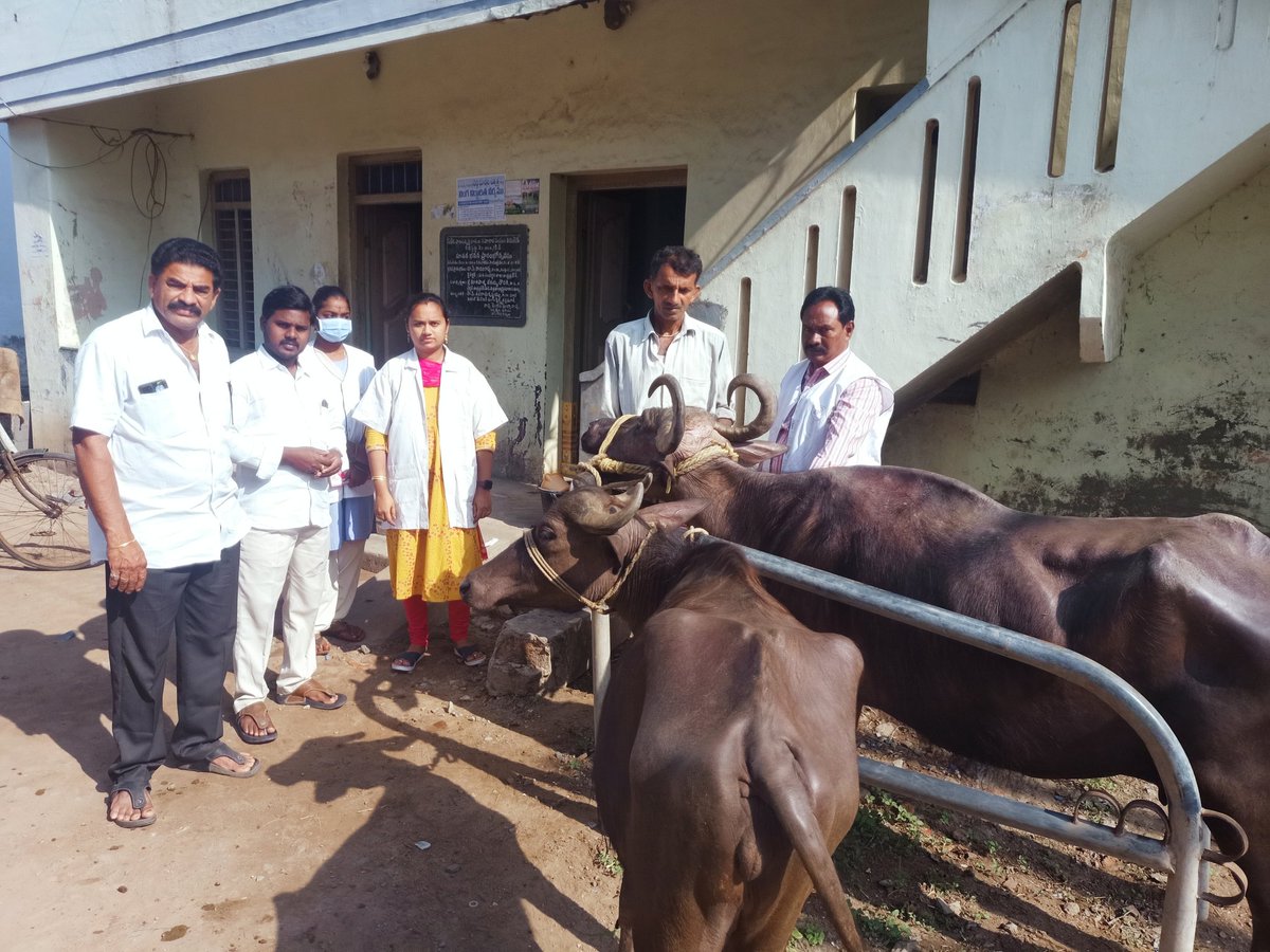 Drmeenupeddi's tweet photo. FMD vaccination at peteru village repalle mandal inaugarated by sarpanch garu, Vice MPP garu repalle.
@APAHD2023 @DahoBapatla
#FMD #FMD2023 #preventivevaccinations #immunisation #vaccination #animalhealth #animalwealth #AnimalWelfare #APAHD2023 #animlahusbandryap https://t.co/655u502RVp