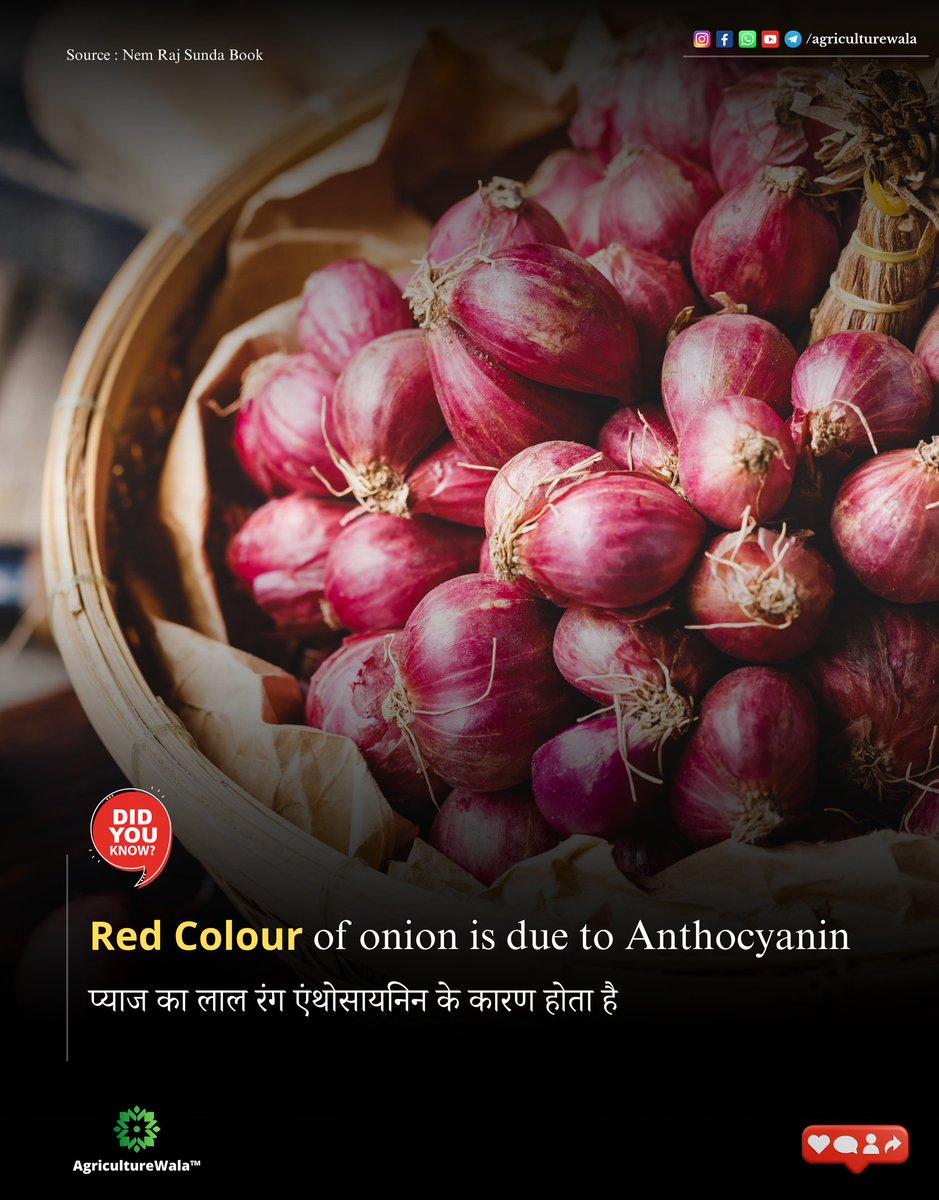 AgricultureWala's tweet photo. Did You Know?
.
.
#Agriculturewala
.
.
#Onions #MilletsNaturalFarming4Health
#india #farmingtips https://t.co/FIIeY1c0Lm