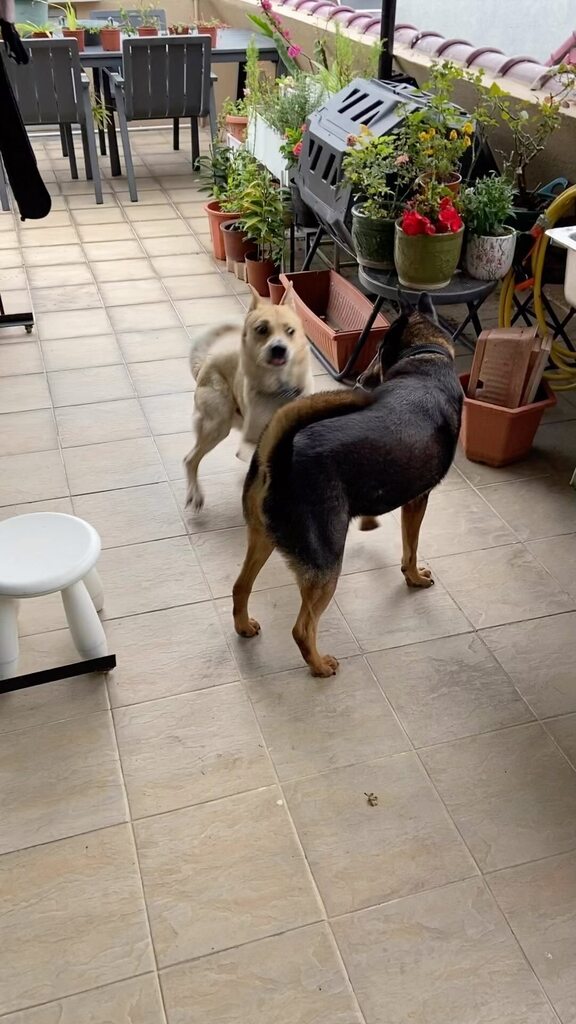 🐣 Easter shenanigans with #Puppy_sht & #Po_sht 🤼‍♂️ on the #rooftop ! #hongkongmongrels #adoptdontshop #rescuedogsofinstagram #rescuedismyfavoritebreed #mixedbreed #wrestlingmatch #easterdogs #rooftopfun