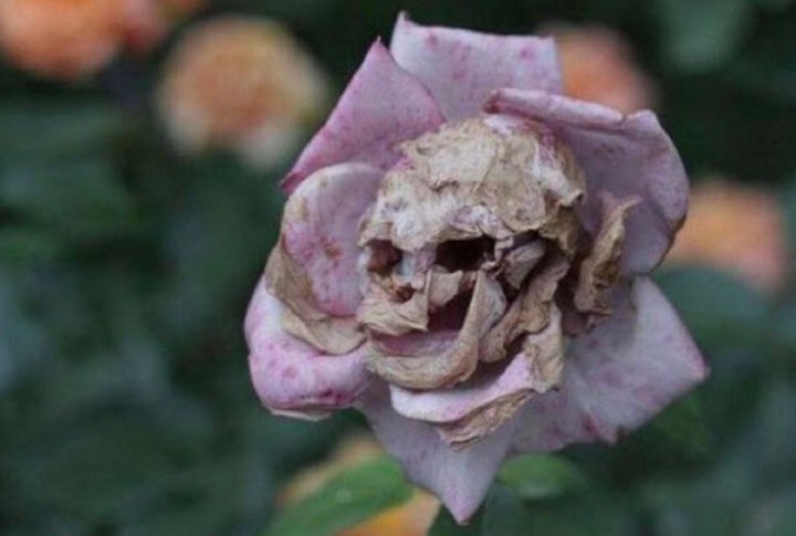 "Aproveita esses anos de faculdade que você ainda está na flor da idade"

A flor: