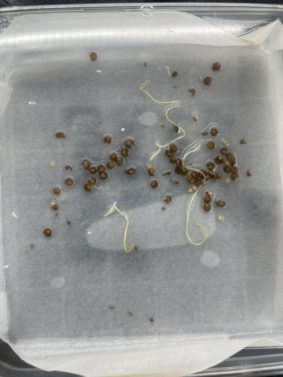 Dodder germinating in my lab 😍 #ParasiticPlants