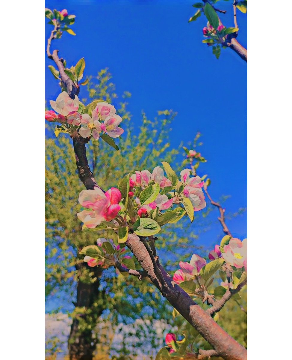 renegade_67's tweet photo. Nature always wears the colors of the spirit 🌿💫 https://t.co/RJWu05D1fp