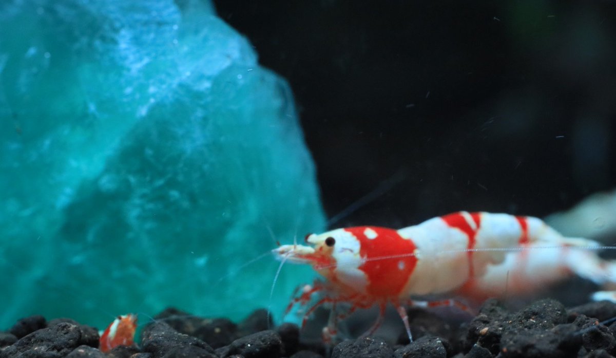 tryqoiejp's tweet photo. レッドビーシュリンプ✕鉱石

#redbeeshrimpmacrophotography https://t.co/feWZ3kmZrm