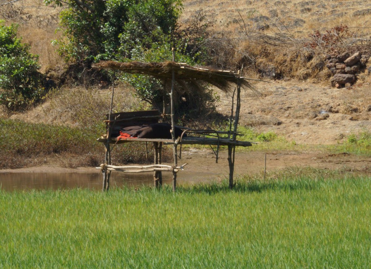 #ImageoftheWeek | It seems an idyllic picture, a tree house in the fields. 

But it's a life-threatening routine in the agro-season in Maharashtra's Chaukul village. 

Farmers put their lives on the line, night after night on this fragile perch, guarding their crop from the wild.