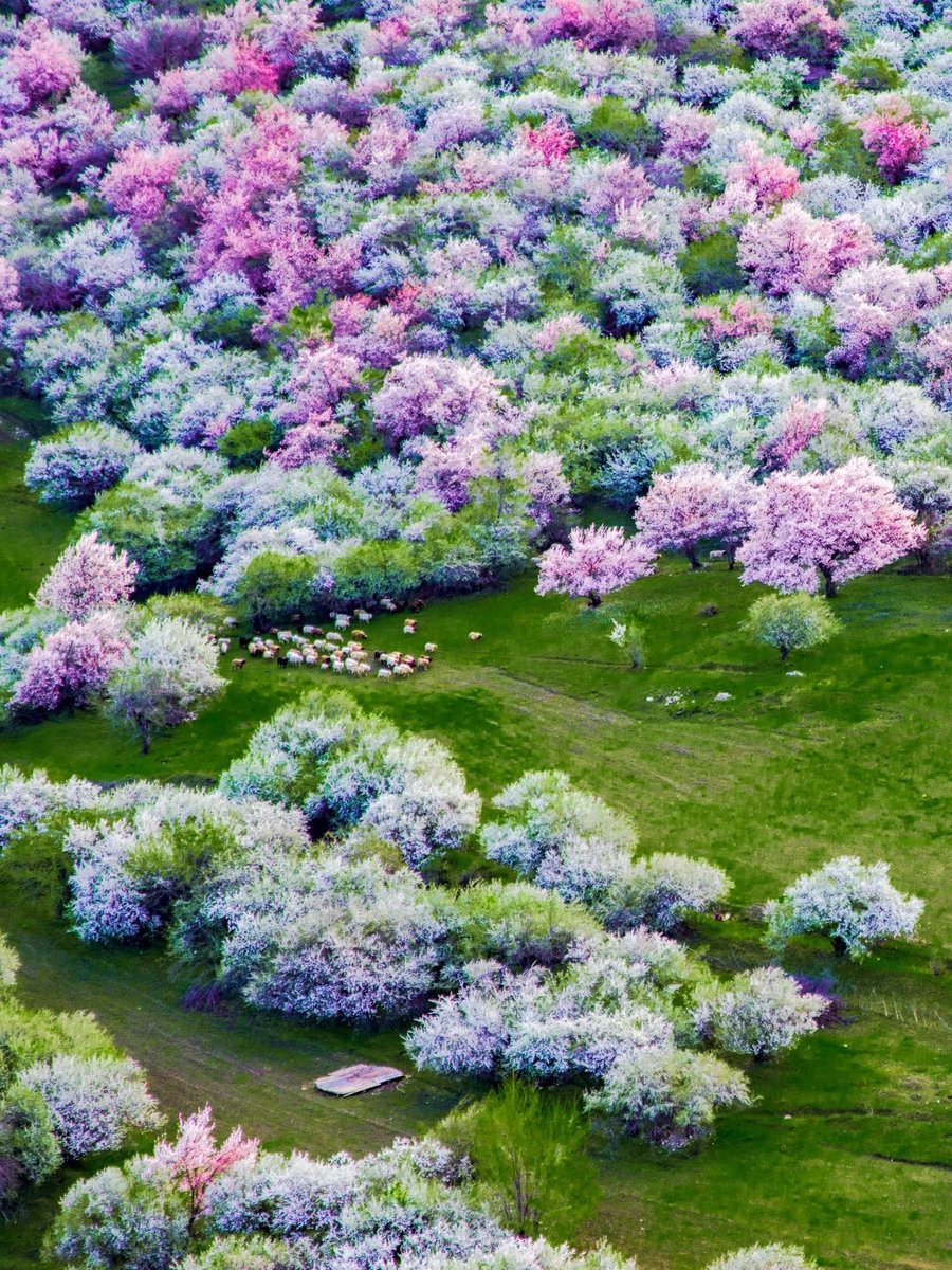 zhehua9's tweet photo. #amazing_view #FLOWER #xinjiang
伊犁的杏花开了!
The apricot blossoms in Ili are blooming! https://t.co/qrdJZPbBHK