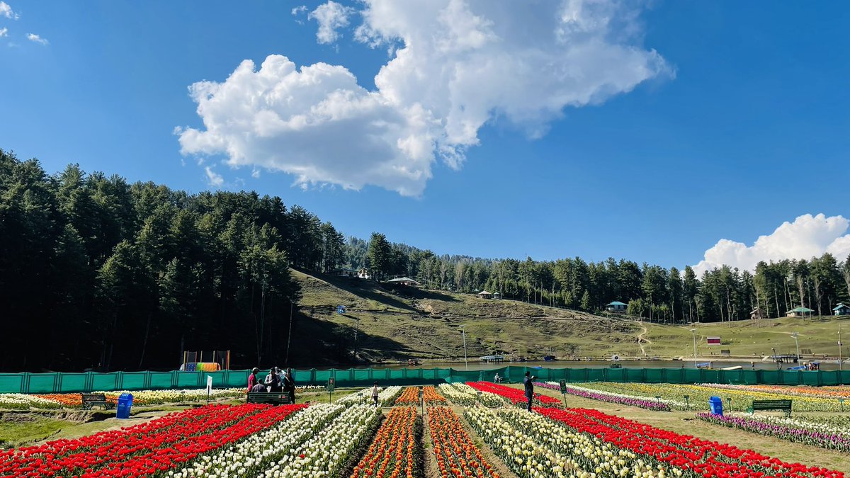 UdhampurF's tweet photo. Mesmerising view of Tulip Garden Sanasar. Come &amp; Enjoy the spectacular view of 2.75 lakh tulips. https://t.co/kmWwoPOpoe