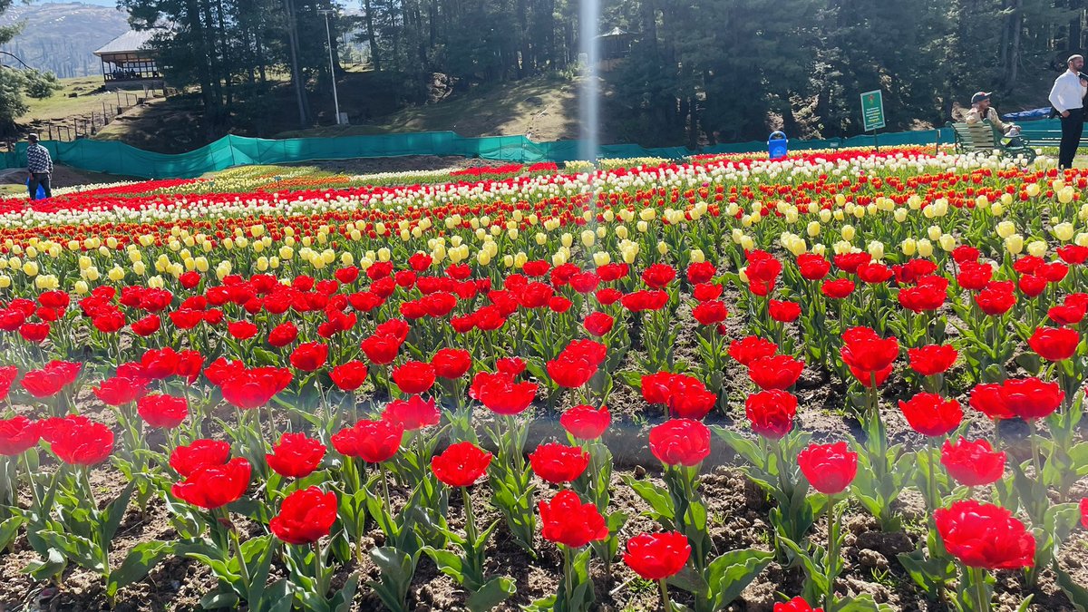 UdhampurF's tweet photo. Mesmerising view of Tulip Garden Sanasar. Come &amp; Enjoy the spectacular view of 2.75 lakh tulips. https://t.co/kmWwoPOpoe