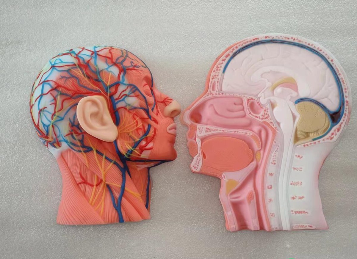 Sagittal section of human head and neck soft silicone anatomy models for medical education from Meiwo, soft, nontoxic and durable, welcome!👏👏👏