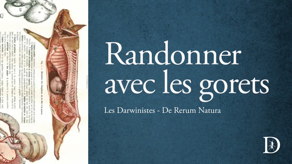 🐖 RANDONNER AVEC LES GORETS

« Quand on marche seul, on va vite ; quand on marche à deux, on va loin » : flanqué de ses sangliers bipèdes, le professeur Jean-Baptiste Cruchin est bien résolu à tracer son chemin sur la voie du Progrès.

➜ L'épisode : youtu.be/sEriYugHILs