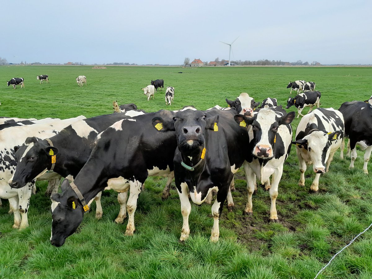 Het weideseizoen is hier weer begonnen. Fijne dag. #weidegang #koeienindewei