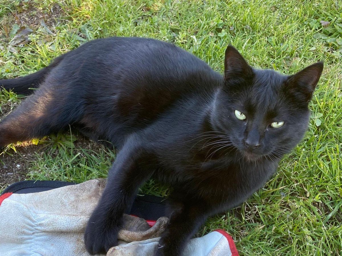 Abeiroanimal's tweet photo. O fermosísimo Homer é outra das eternas panteras abeirenses. Vive cos seus irmáns e irmás nunha colonia controlada, onde seu coidador pasa o tempo que pode con eles, pero non é lugar para vivir definitivamente, polo que seguimos a buscarlle fogares https://t.co/cNCwlYSRou