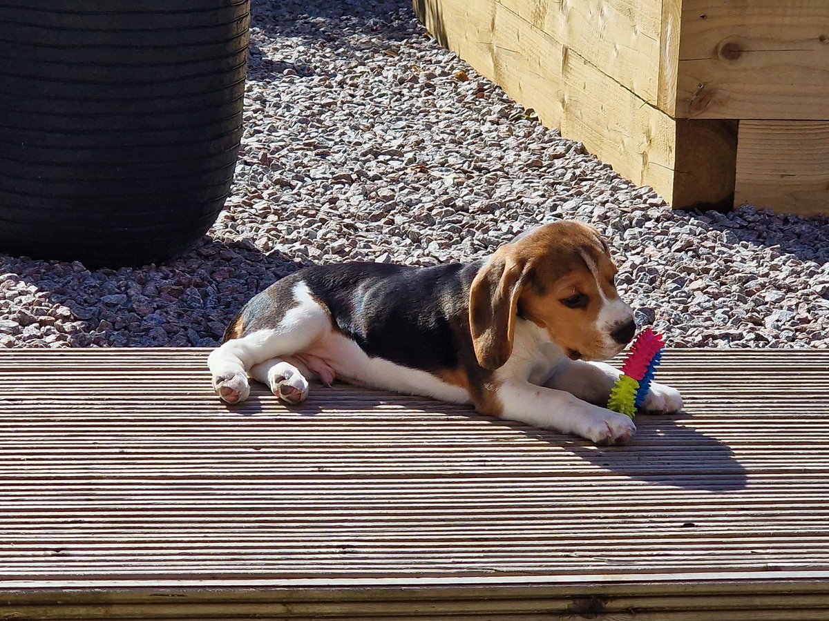 Joanne Wells tweet media