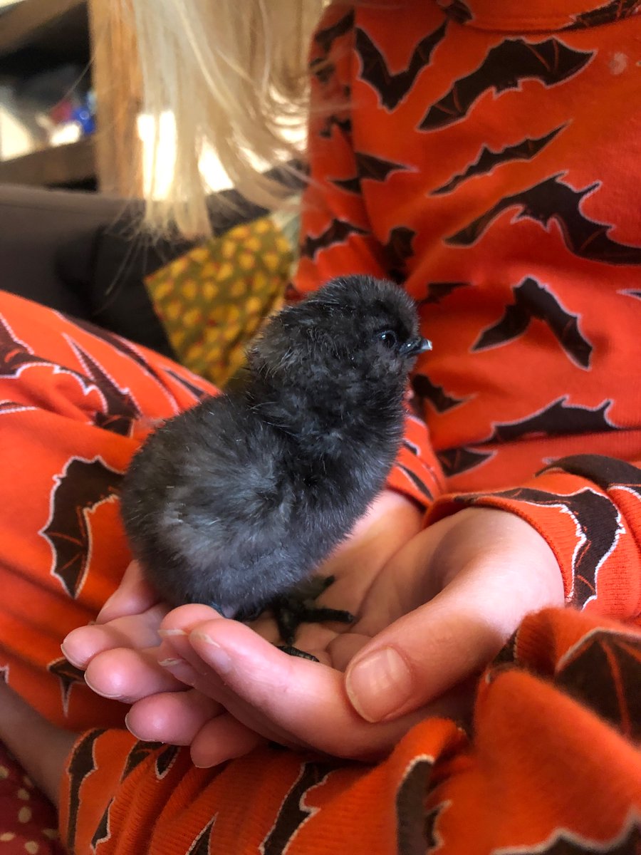 ourbitofsussex's tweet image. Good morning from Eggsy! Up and about and has joined the others in the brooder for breakfast 🥰

#silkie #easterchick #fuzzballs