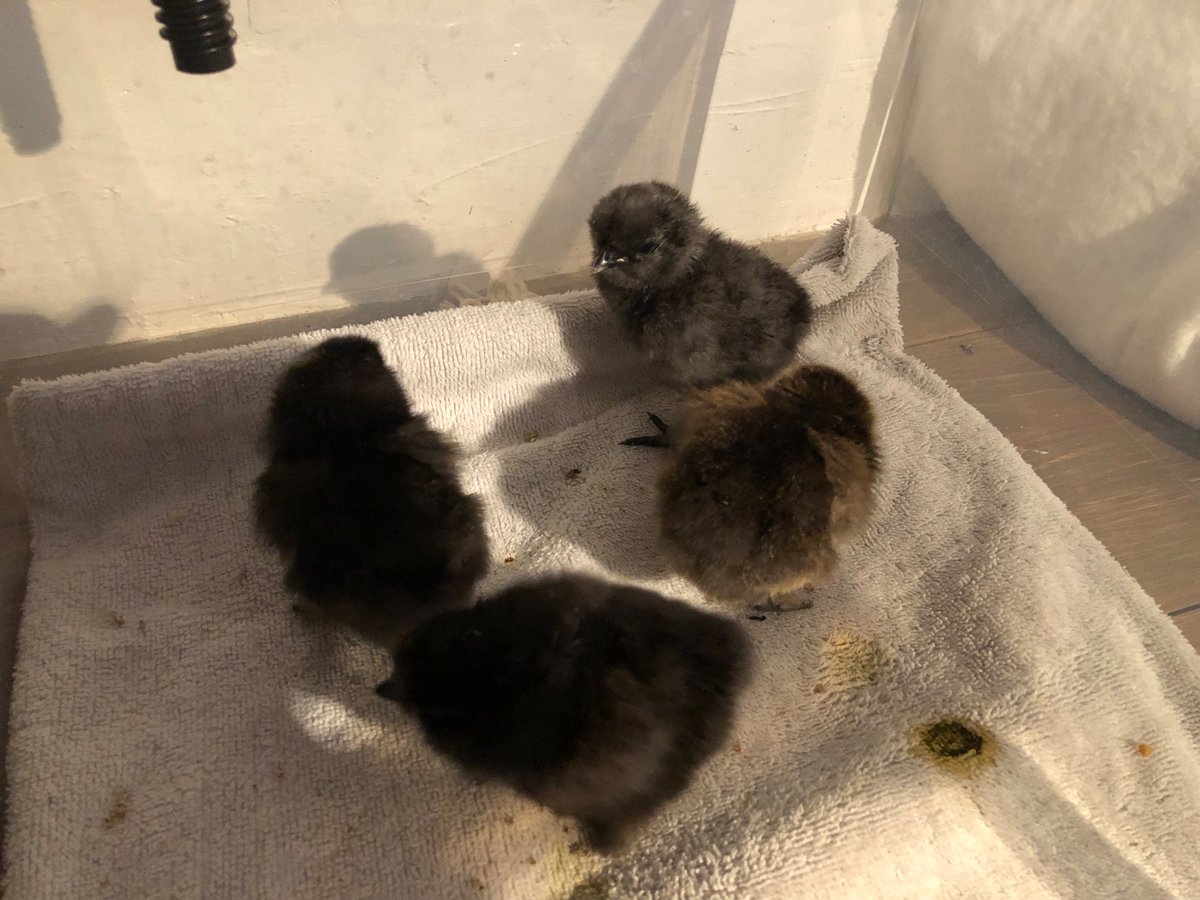 ourbitofsussex's tweet image. Good morning from Eggsy! Up and about and has joined the others in the brooder for breakfast 🥰

#silkie #easterchick #fuzzballs