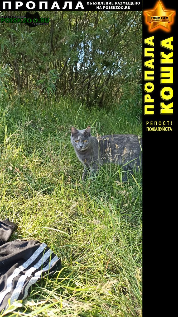 POISKZOO.RU™ on Twitter: "!!! ПРОПАЛА КОШКА ЧИТА - PREMIUM-Объявление ...