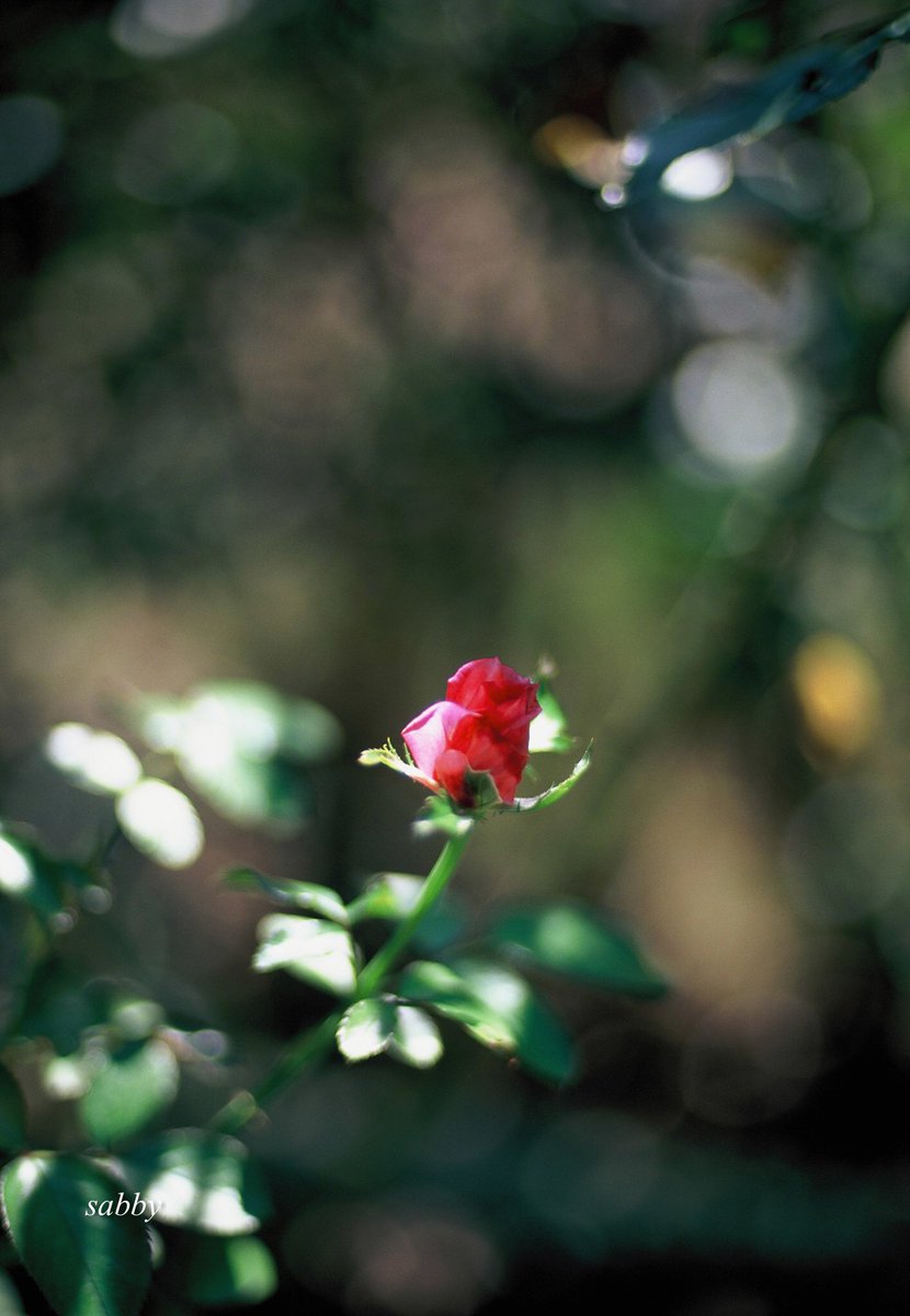 疲れたあなたを
両手で そっと
包みこんで
優しい笑顔で
癒したい

#4時
#五行歌
#velvia50