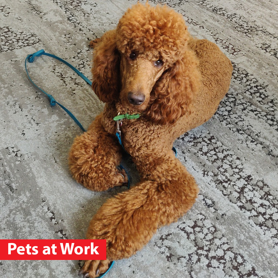 PurinaUK's tweet image. Gorgeous Pico has been enjoying plenty of treats &amp;amp; tons of cuddles on the daily when joining owner Eleanor in the York office, as part of our popular #PetsAtWork programme 🐩🐾

Dogs make our workspaces a much happier space! ❤️ 

Is your office space #petfriendly? 🏢