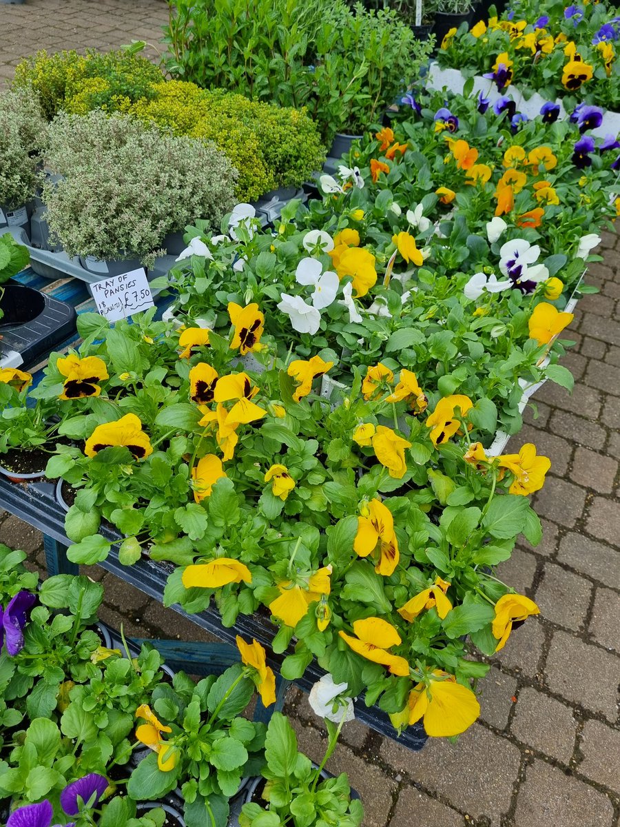 NomadicNursery's tweet photo. WE'RE BACK at Crystal Palace Park behind the station. We're open every Thursday to Sunday plus all bank Holidays. 
*DEAL*  TRAY of Pansies(18 PLANTS) for £7.50!  
3 boxes of 6 Pansy pack for £5.
We've got pansy/ viola planted pots for £5.
#crystalpalacepark #CrystalPalace 
#se19 https://t.co/vModX0VO6H