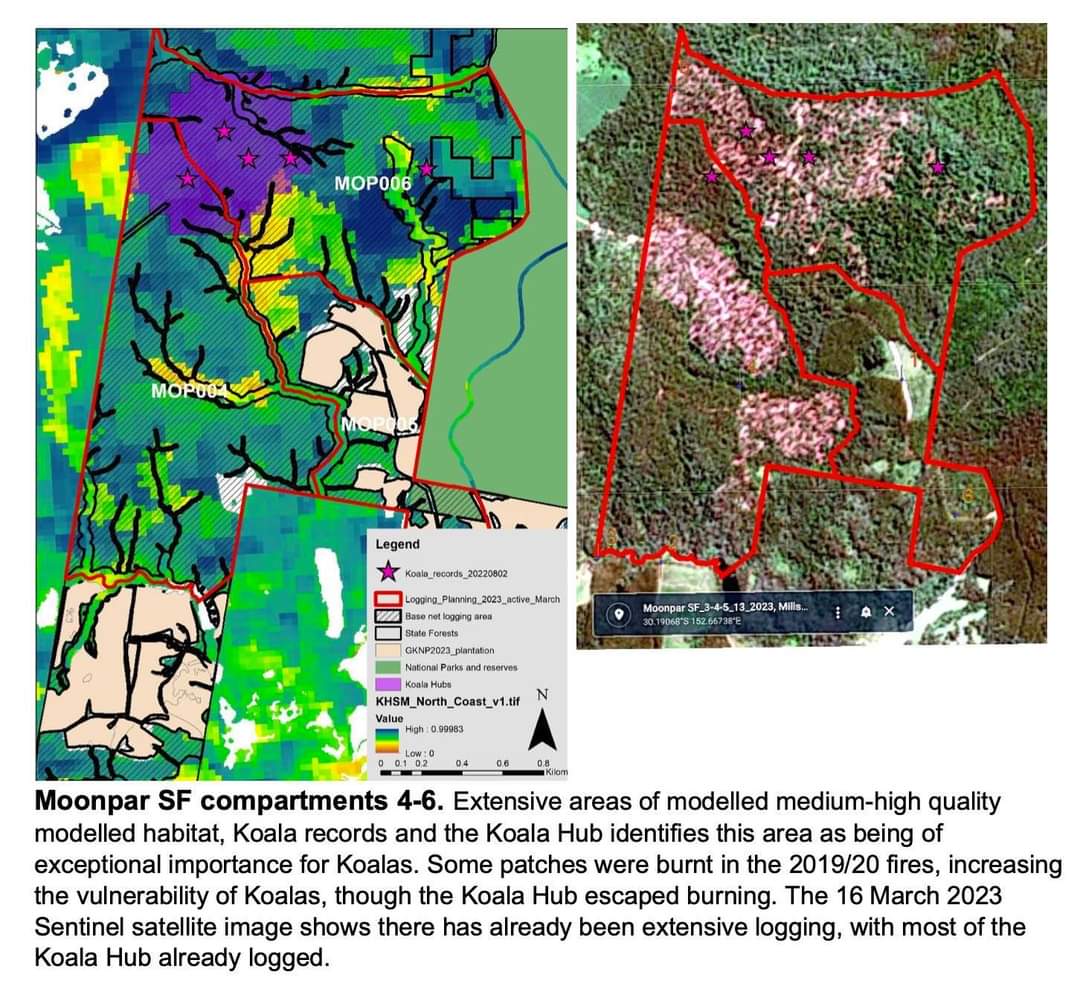 animaljusticeAU's tweet photo. ... "We believe @NSWLabor first priority should be to PROTECT identified #koala habitat from industrial logging plans
within the promised
#GreatKoalaNationalPark
@PennySharpemlc
'Koala hubs' identified in 2017 felled for woodchips."
- Dorrigo Environment
#StandUpForForests https://t.co/W21OmTOkY0