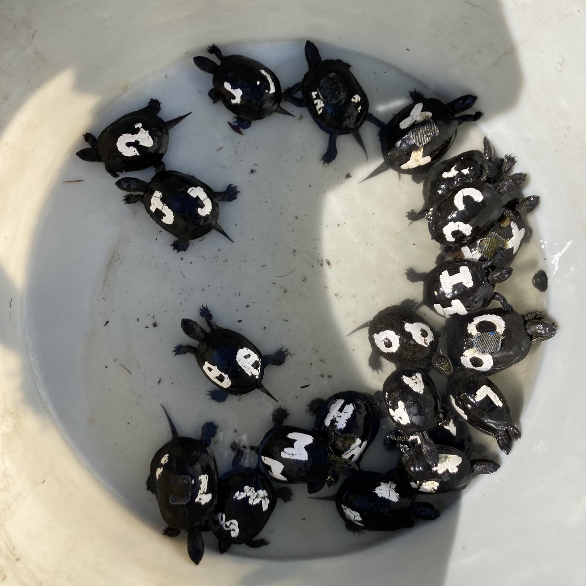 ProjectEmysR's tweet photo. With the target of 500 #Emys released by the FR local council #CeA, the conservatory husbandry of Petite #Camargue Alsacienne is shutting down. #Turtles were captured then driven to #Mulhouse zoo for a prerelease veterinary check before being translocated to the #Woerr site. https://t.co/ovBYxJEpEJ
