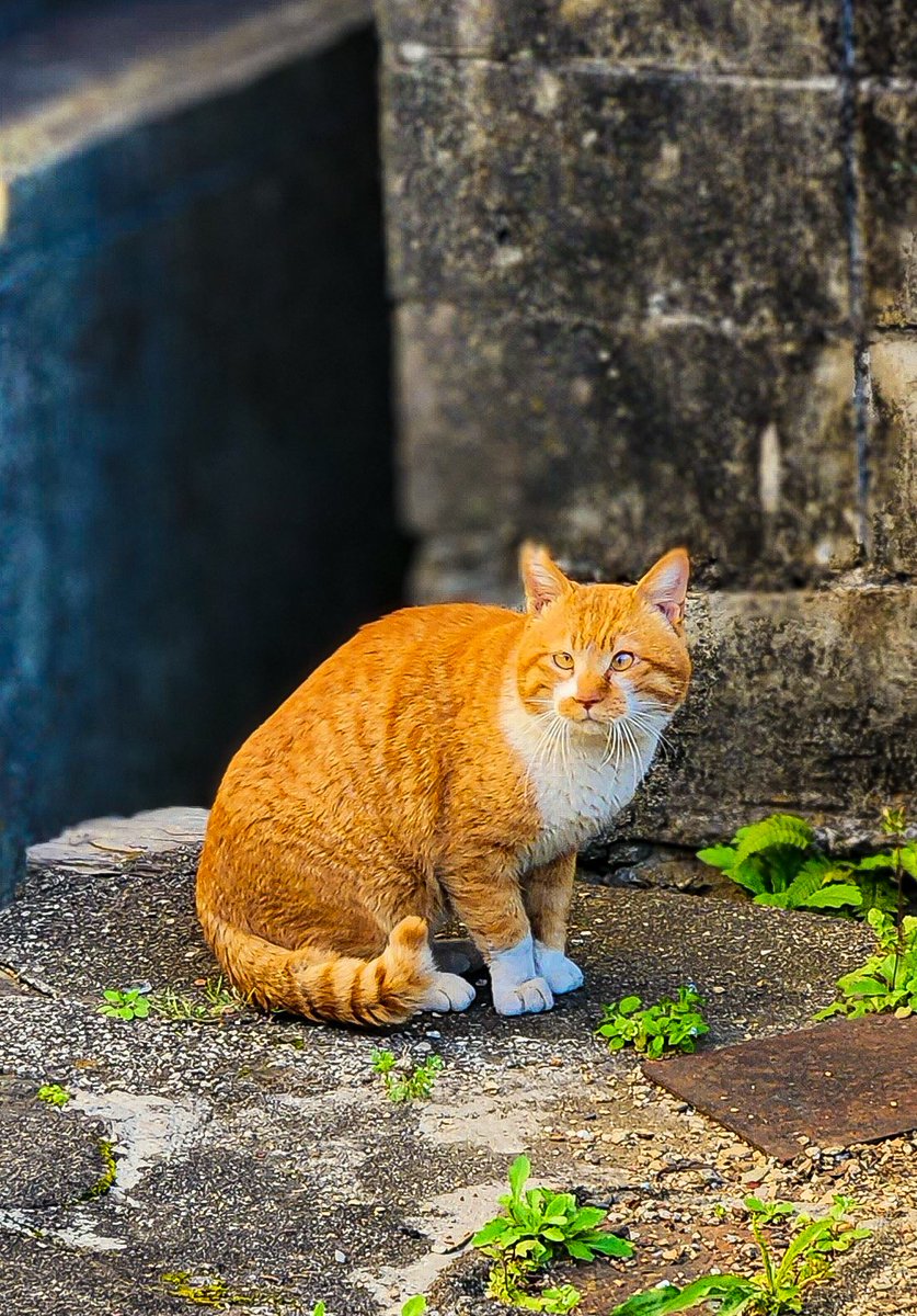 母が3/29に急死して
一週間ほど田舎に戻ってました
本当に落ち着かない今年
いい事が全くっていうくらい起こりませんが、今回の母の死が自分の精神状態を助けてくれた気がしてます　　　　　　

実家に戻った時に会ったネコさん
#猫  #猫写真　#CAT　#猫が好きな人と繋がりたい