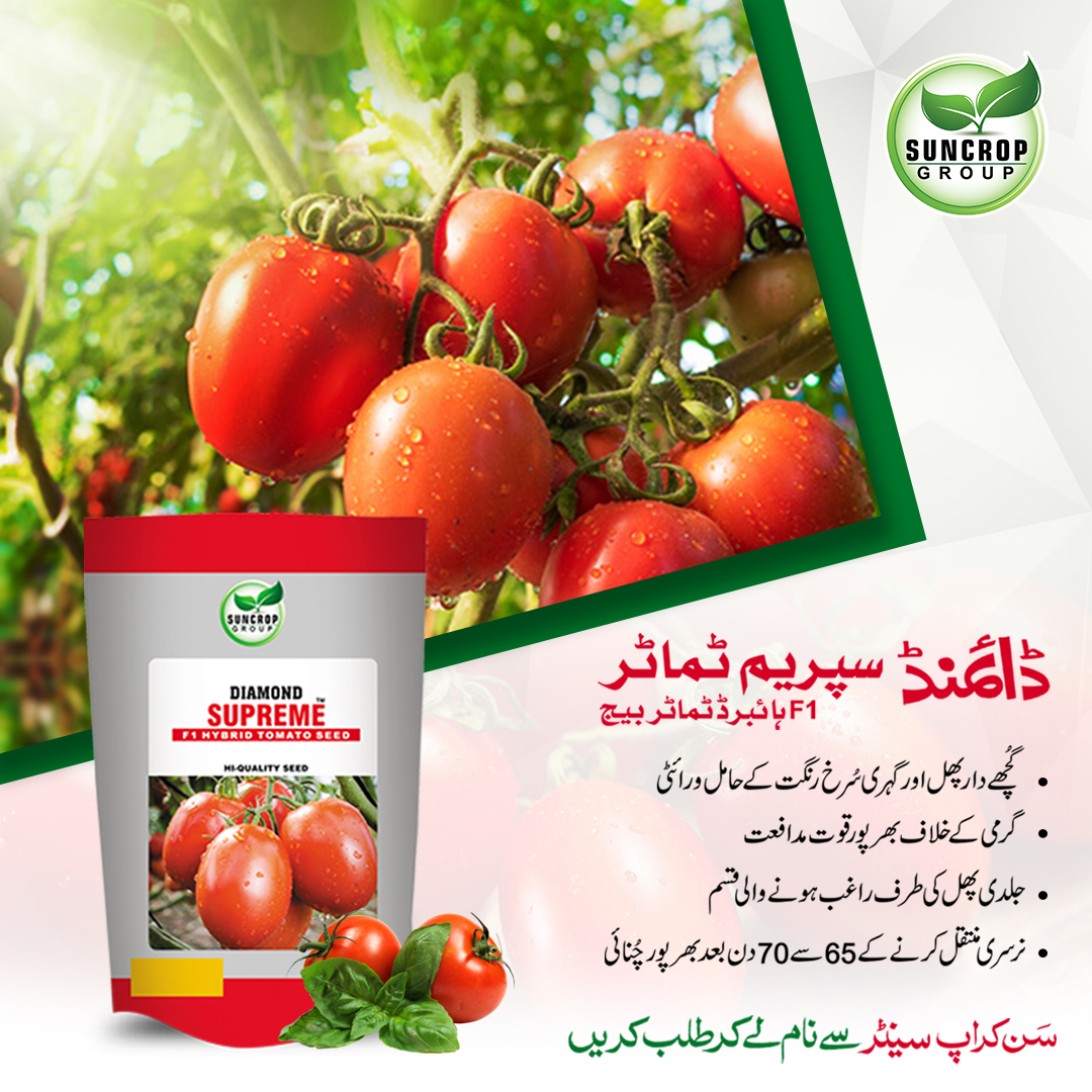 suncrop_group's tweet photo. سن کراپ گروپ کا ٹماٹر کا ہائبرڈ بیج اگائیں اور شاندار منافع کمائیں!
مزید معلومات کے لیے ہماری ہیلپ لائن پر فری کال کریں.
ہیلپ لائن:080058000
#profit #diamond #supreme #diamondhybridseed #tomato #vegetables #guidelines #development #agriculture #suncrop #farmers https://t.co/grug2UwLw7