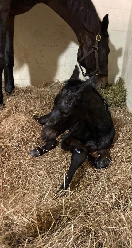 alfonsito09's tweet photo. It’s a Filly 🎉🎉🎉

Tribecky foaled a beautiful dark bay filly by Uncle Chuck at 11:32 pm on Easter! 

@RockyTimeFarm @ladererstables @mjlstox1 @JourneymanStud @florida_horse https://t.co/qa197ETZxL