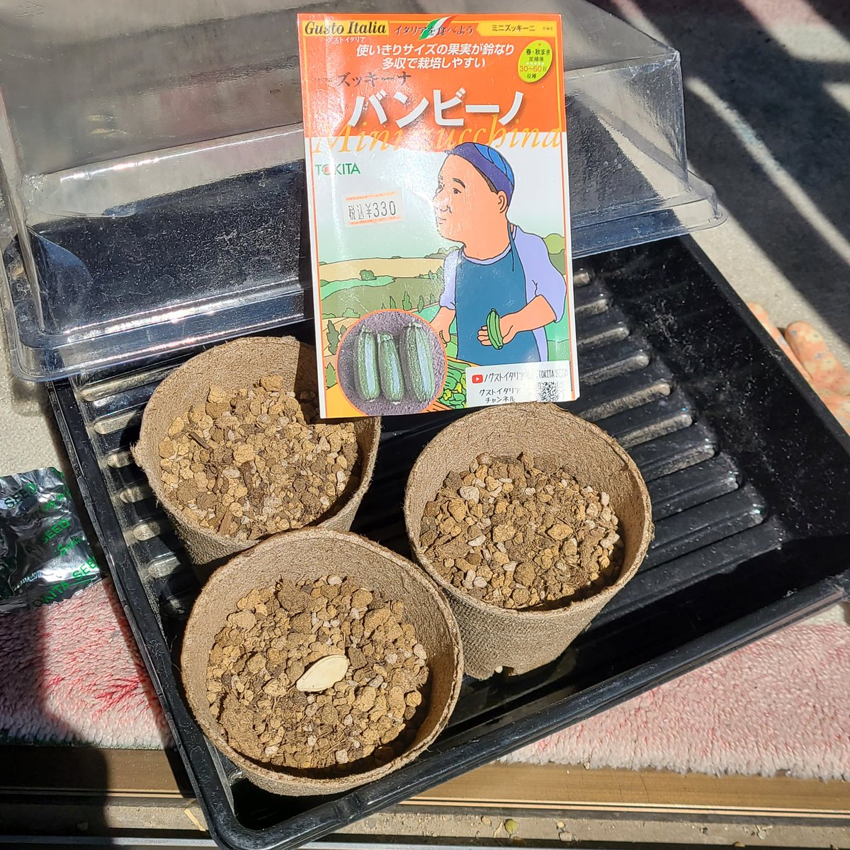SaeCue's tweet photo. #バンビーノ 今年も育てるよ🌱
まずは1つだけ種まき☀️
日にちずらして数株栽培すると沢山採れるよ👍️
コンパクトなので家庭菜園向き🏠️
#ミニズッキーニ #ズッキーニ #トキタ種苗 #グストイタリア #minizucchini #zucchini #TOKITA #GustoItalia https://t.co/3HdunWwIM0