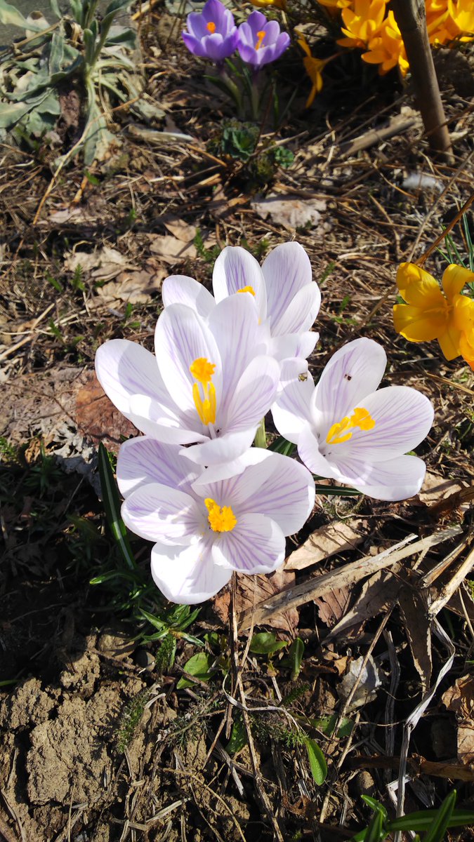 kemedine's tweet photo. 歩いてびよいんへ。花の写真を撮っても帰って母に「きれいだったよー」と見せる楽しみがなくなったのでもういいかと思いつつつい撮ってしまう。今年は本当に春が早いわねえ。 https://t.co/WryxWMrbCh