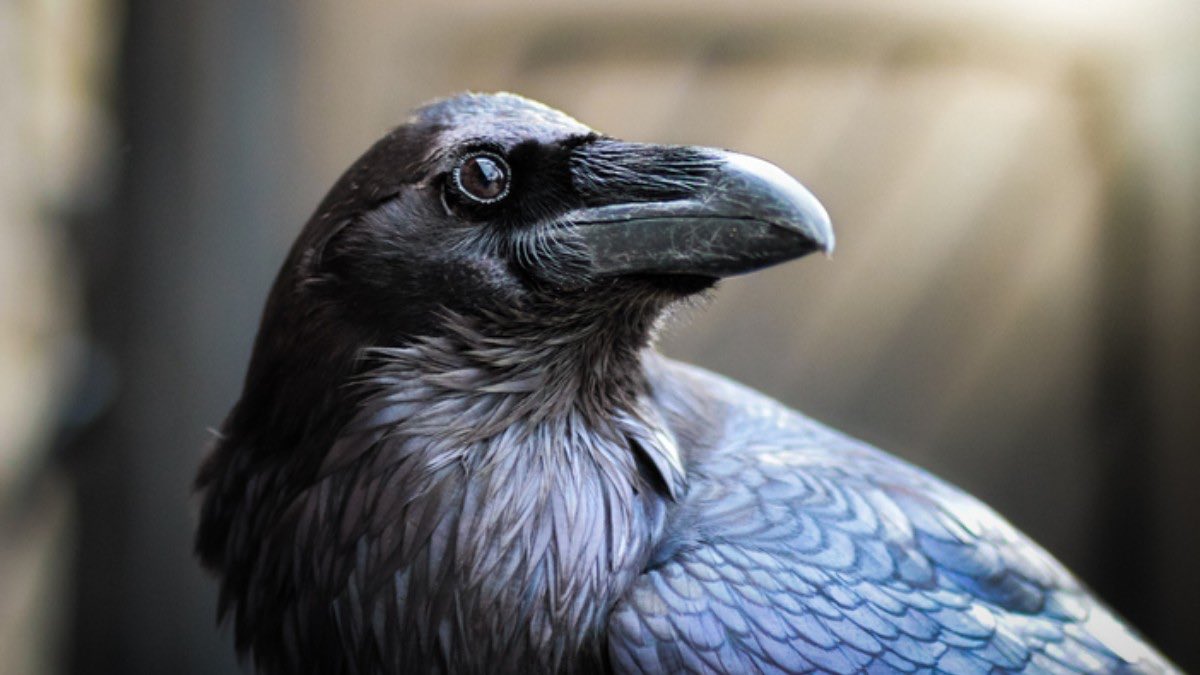cronopiatw's tweet photo. ¿Sabían que los cuervos siempre se acordarán de vos? Y es que, los cuervos pueden recordar rostros humanos a la perfección y advertir a otros cuervos de caras que le parezcan sospechosos o peligrosos. Y eso no es todo, sino que también, pueden imitar la voz humana a la perfección https://t.co/zylM8FJkfs