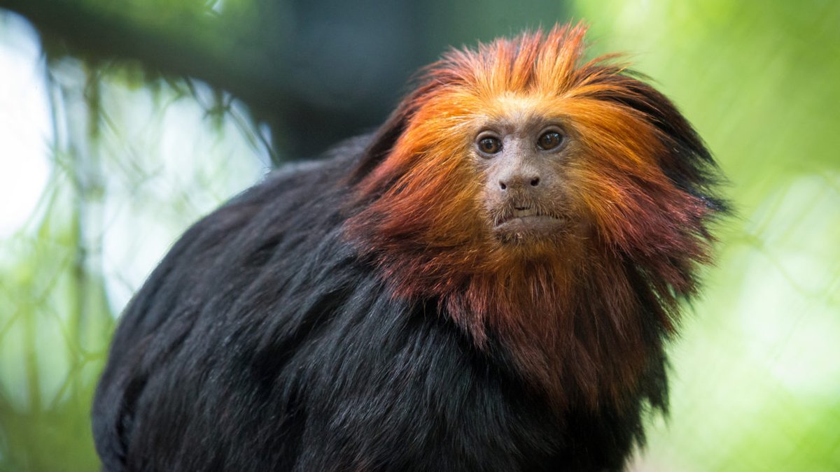 Yeah great crested grebes are pretty and all but... who wore it better?