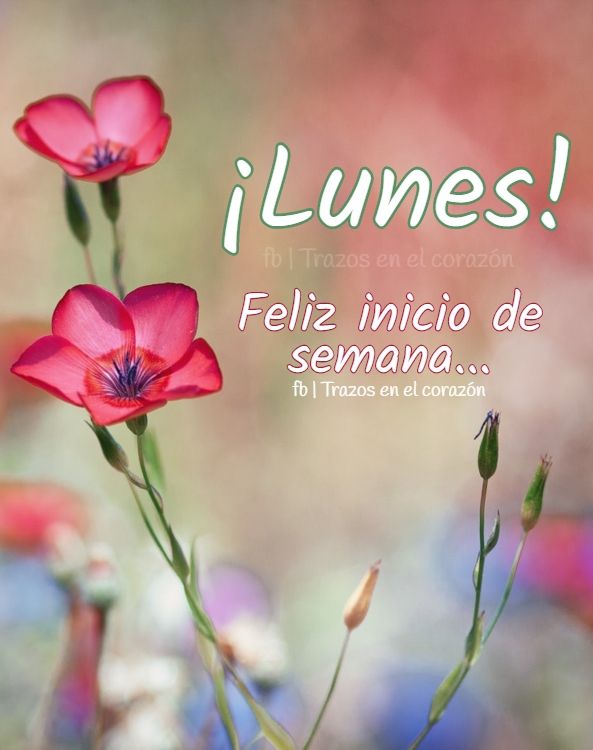 Buenos días🌍mundo☕🎶
Feliz lunes e inicio de semana💕
Una Bonita semana🌼para tod@s.
Sean felices🥳🎶💃.
       Regalen😁sonrisas💕
Besos🥰y abrazos🤗con cariño😉