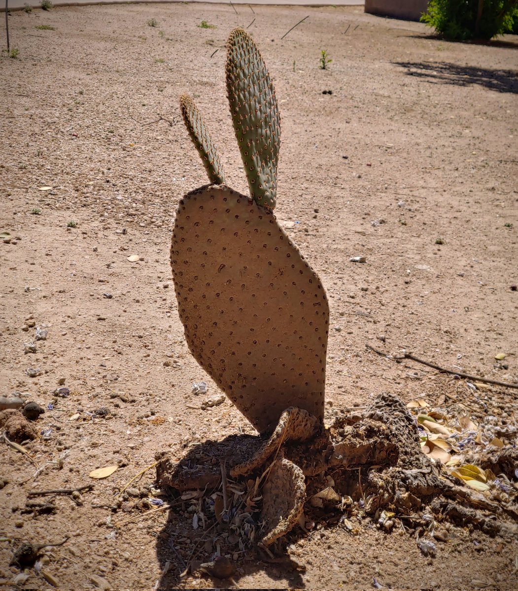 Dincoo1's tweet photo. Happy Easter to all! We had a full day and I Found a cactus the resembles a bunny! 💙 https://t.co/jKR9Xe7YjY