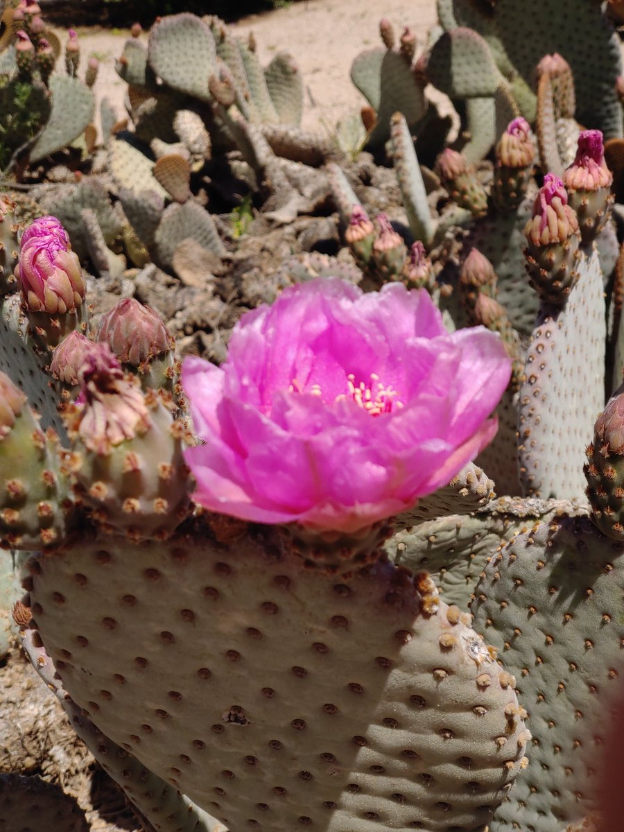 Dincoo1's tweet photo. Happy Easter to all! We had a full day and I Found a cactus the resembles a bunny! 💙 https://t.co/jKR9Xe7YjY