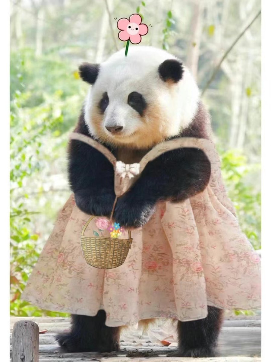 穿裙子📷 的熊猫花花，粉嘟嘟的可爱死了📷
